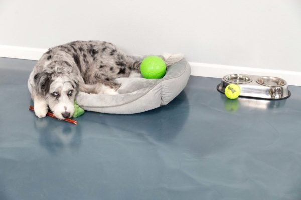 A Merle Australian Shepherd dog rests in a gray dog bed on a blue residential floor coating. Toys and a stainless steel dog bowl are nearby.